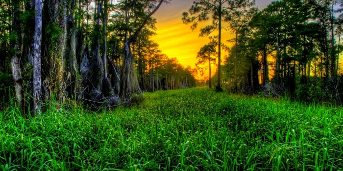 1920x1200 Free download woods wallpaper [1920x1200] for your Desktop, Mobile & Tablet  | Explore 75+ Woods Backgrounds | Woods Backgrounds, Woods Wallpapers, Woods  Background