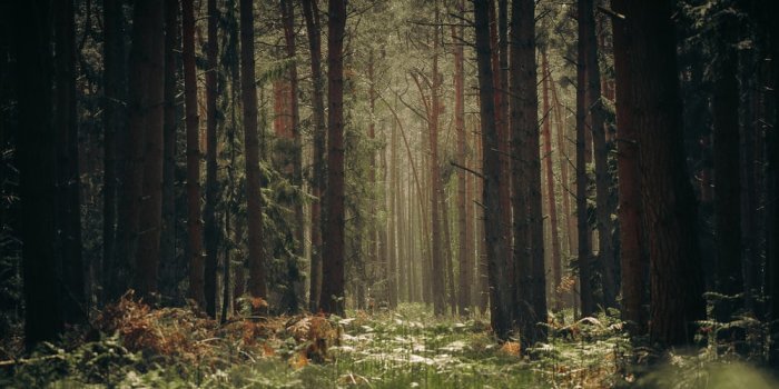 1000x1250 100+ Woods Pictures | Download Free Images on Unsplash