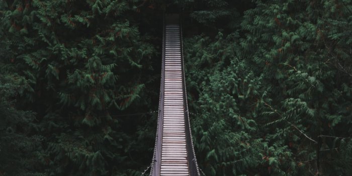 1000x1335 Rope Bridge Pictures | Download Free Images on Unsplash