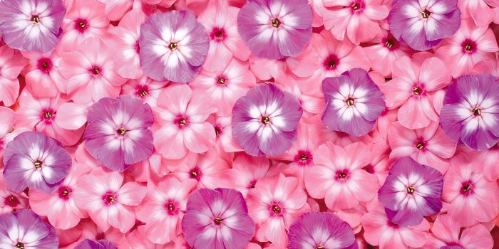 1920x1080 Pink HD Desktop Wallpapers