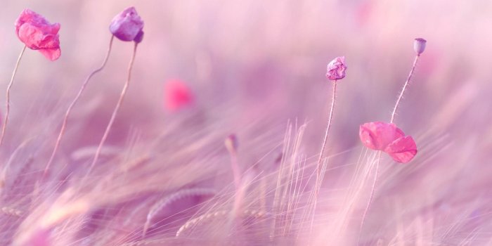 1920x1200 Pink HD Desktop Wallpapers