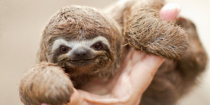 1920x1200 Sloth Wallpapers