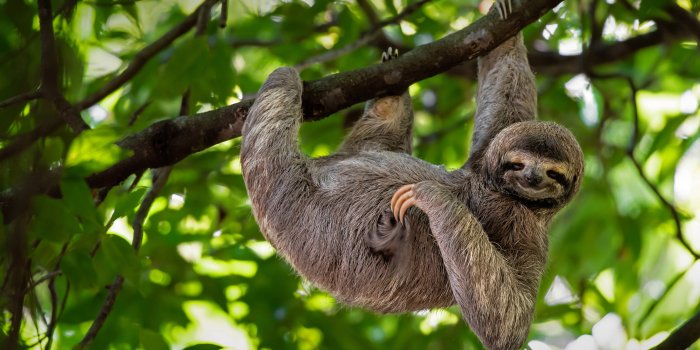 5513x3101 4K Sloth Wallpapers | Background Images