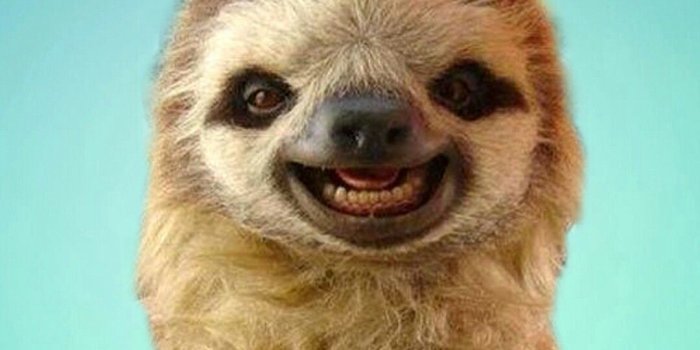 1080x1920 Best Of Sloth Wallpaper Phone | Sloths funny, Cute baby sloths, Funny sloth  pictures