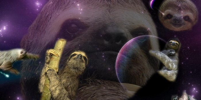 1920x1080 Best Sloth Wallpaper... : r/sloths