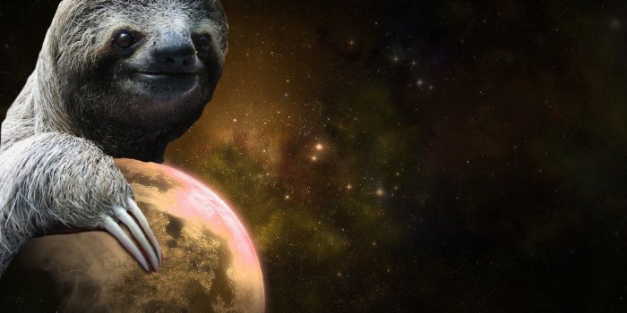 1200x960 My collection of 30 sloth wallpapers. Enjoy - Album on Imgur