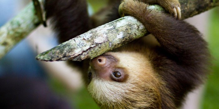 1600x1200 Baby Sloth Wallpapers - Top Free Baby Sloth Backgrounds - WallpaperAccess