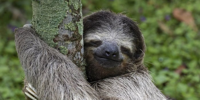 1920x1080 22 Sloth Wallpapers - Wallpaperboat