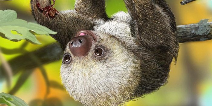 900x950 Baby Sloth Wallpapers