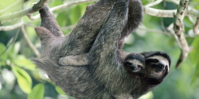 1600x1200 Sloth Wallpapers - Animals Town