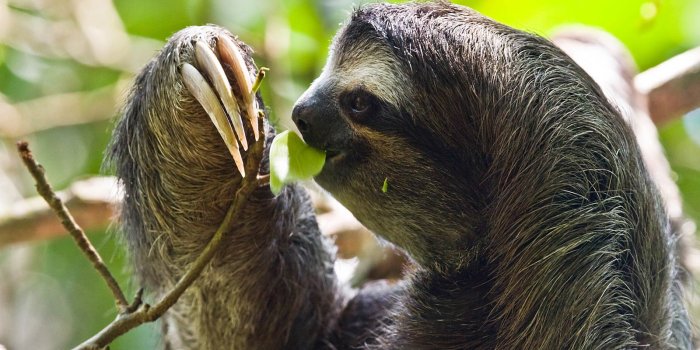 1600x1000 Sloth Wallpaper - Animals Town