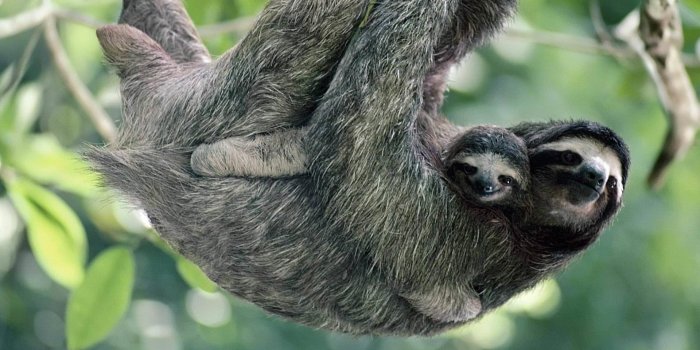 1920x1200 Mother Sloth and Her Baby