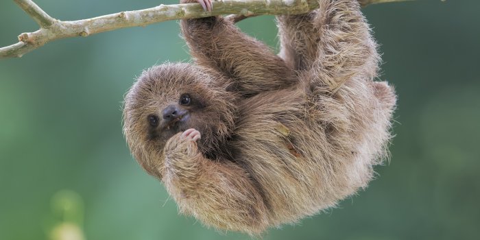 1332x850 Wallpaper nature, sloth, Brdypus tridactilus, Pale-throated sloth images  for desktop, section животные - download