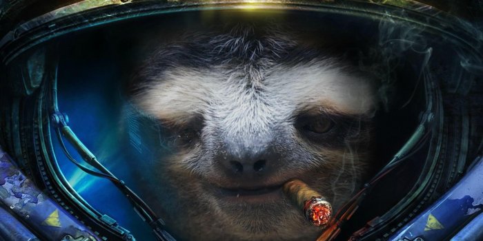 1920x1200 Sloth Wallpapers Full HD 79613 - Baltana