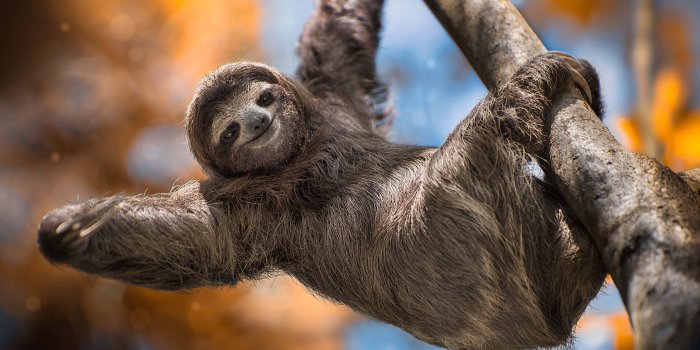 3000x2104 Cute sloth - Wallpaper