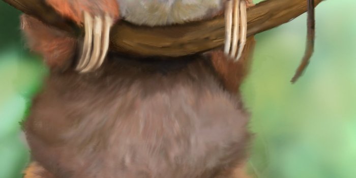 1024x1365 42+] Baby Sloth Wallpaper on WallpaperSafari