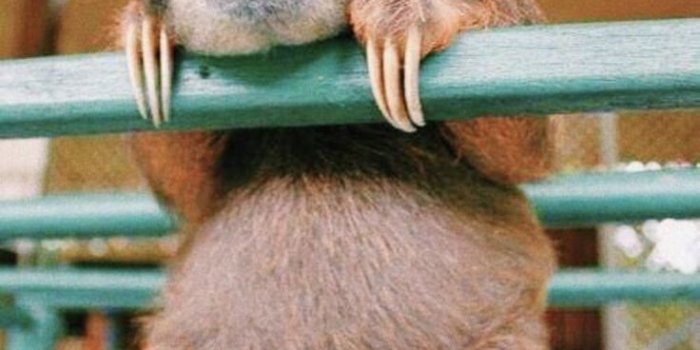 736x1086 Sloth Wallpaper - EnWallpaper