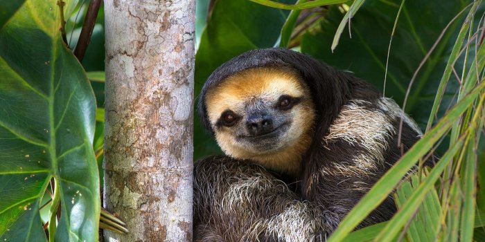 1920x1080 Baby Sloth
