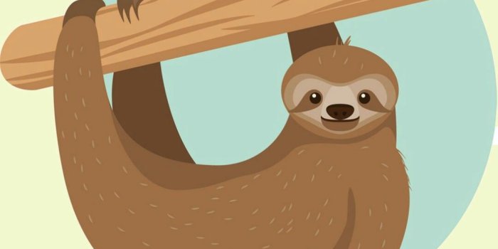 1080x1920 Sloth wallpaper | Bicho preguiça, Bebê preguiça, Estampas de bebê