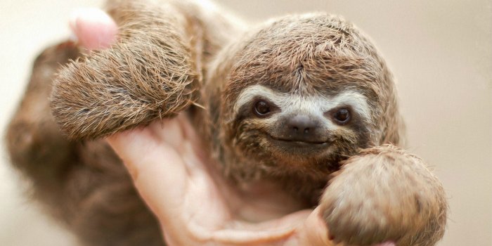 1920x1080 sloths ❤ - Cute Sloths, majestic Dolphins, and Tigers Wallpaper (43103894)  - Fanpop