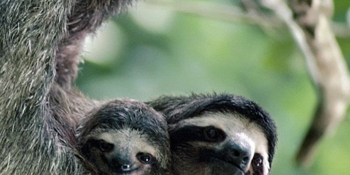 1440x2560 cute sloth wallpaper,vertebrate,three toed sloth,terrestrial animal,sloth,two  toed sloth (#771588) - WallpaperUse