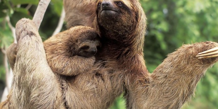 1920x1440 Funny Sloth Wallpaper – WallpaperSafari