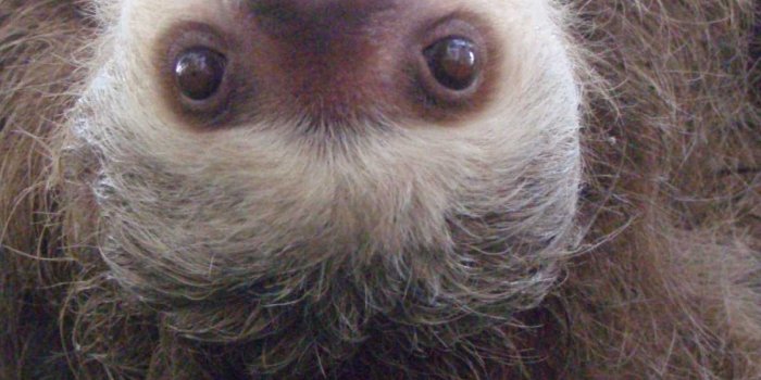 1200x1920 Sloths Wallpaper | WhatsPaper