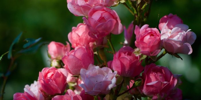 1000x1250 550+ Whatsapp Dp Pictures | Download Free Images on Unsplash