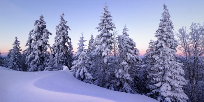 2880x1800 Winter Wallpaper 4K, Snow, Pine trees, Evening, Cold, Switzerland, Nature,  #3753