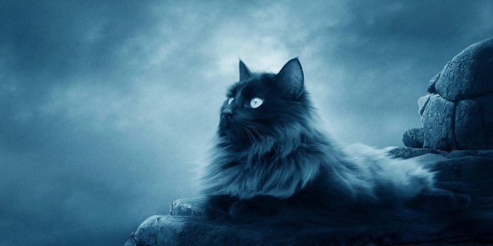 1600x1200 50+] Warriors Cats Wallpapers on WallpaperSafari