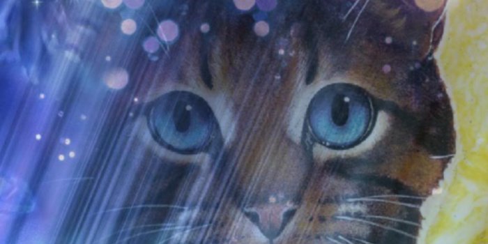 1024x768 50+] Warriors Cats Wallpapers on WallpaperSafari