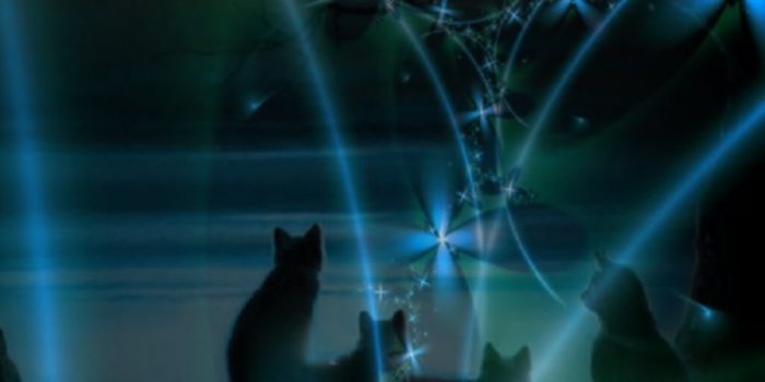 1024x768 Free download Warrior Cats Wallpaper Warrior Cat Wallpaper Desktop  Backgrounds [1024x768] for your Desktop, Mobile & Tablet | Explore 50+ Warriors  Cats Wallpapers | Golden State Warriors Wallpaper,