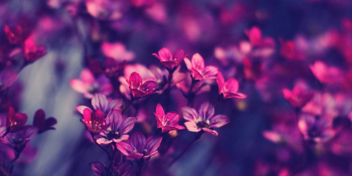 2560x1600 Free download Elegant Landscape Photography Wallpaper Pictur Elegant  Wallpaper [2560x1600] for your Desktop, Mobile & Tablet | Explore 32+  Elegant Flower Wallpapers | Elegant Bathroom Wallpaper, Elegant Wallpapers, Elegant  Wallpaper