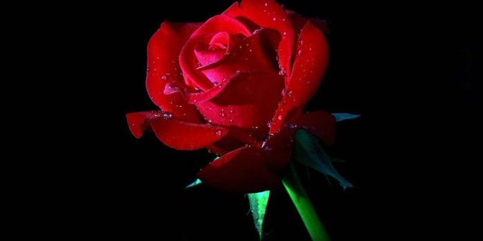 750x1334 Elegant Dew Rose In Dark iPhone 8 Wallpapers Free Download