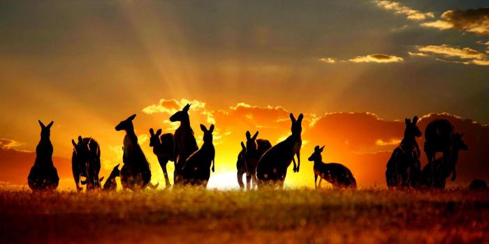 1920x1080 Australian Wallpapers - Top Free Australian Backgrounds - WallpaperAccess