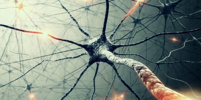 1920x1080 4K Biology Wallpapers - Top Free 4K Biology Backgrounds - WallpaperAccess