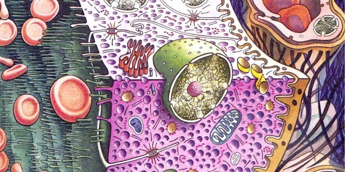 1920x1080 Biology wallpapers mobile (51 Wallpapers) – Wallpapers Mobile | Biology  wallpaper desktop, Biology, Microbiology