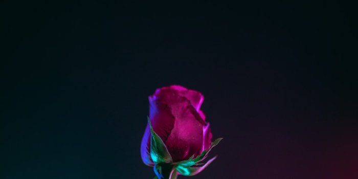 1000x1500 750+ Single Rose Pictures | Download Free Images on Unsplash