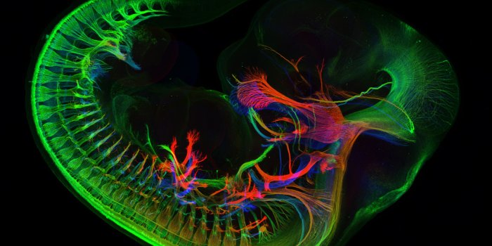 1247x855 Free download Displaying 15 Images For Molecular Biology Wallpapers  [1247x855] for your Desktop, Mobile & Tablet | Explore 48+ Cell Biology  Wallpaper | Science Wallpapers for Desktop, Medical Screensavers Wallpaper,  Marine Biology Wallpaper