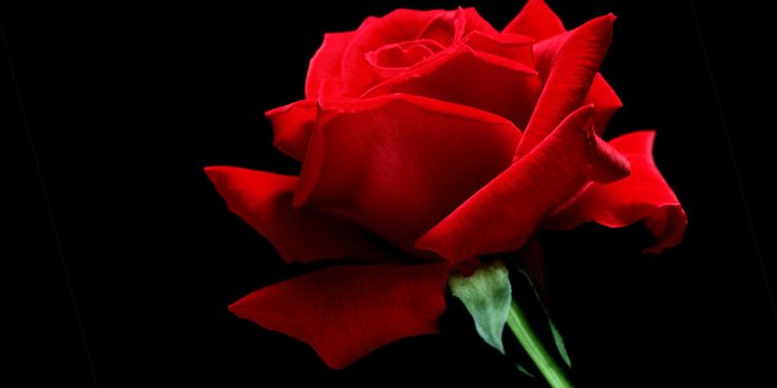 1600x1200 single wallpaper,flowering plant,garden roses,red,petal,flower (#134253) -  WallpaperUse