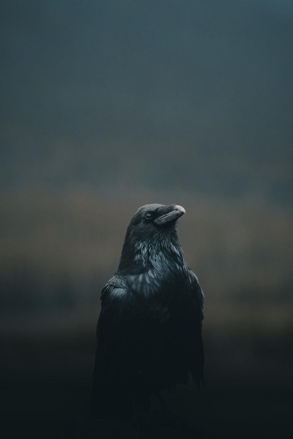 1000x1500 Crows Pictures | Download Free Images on Unsplash