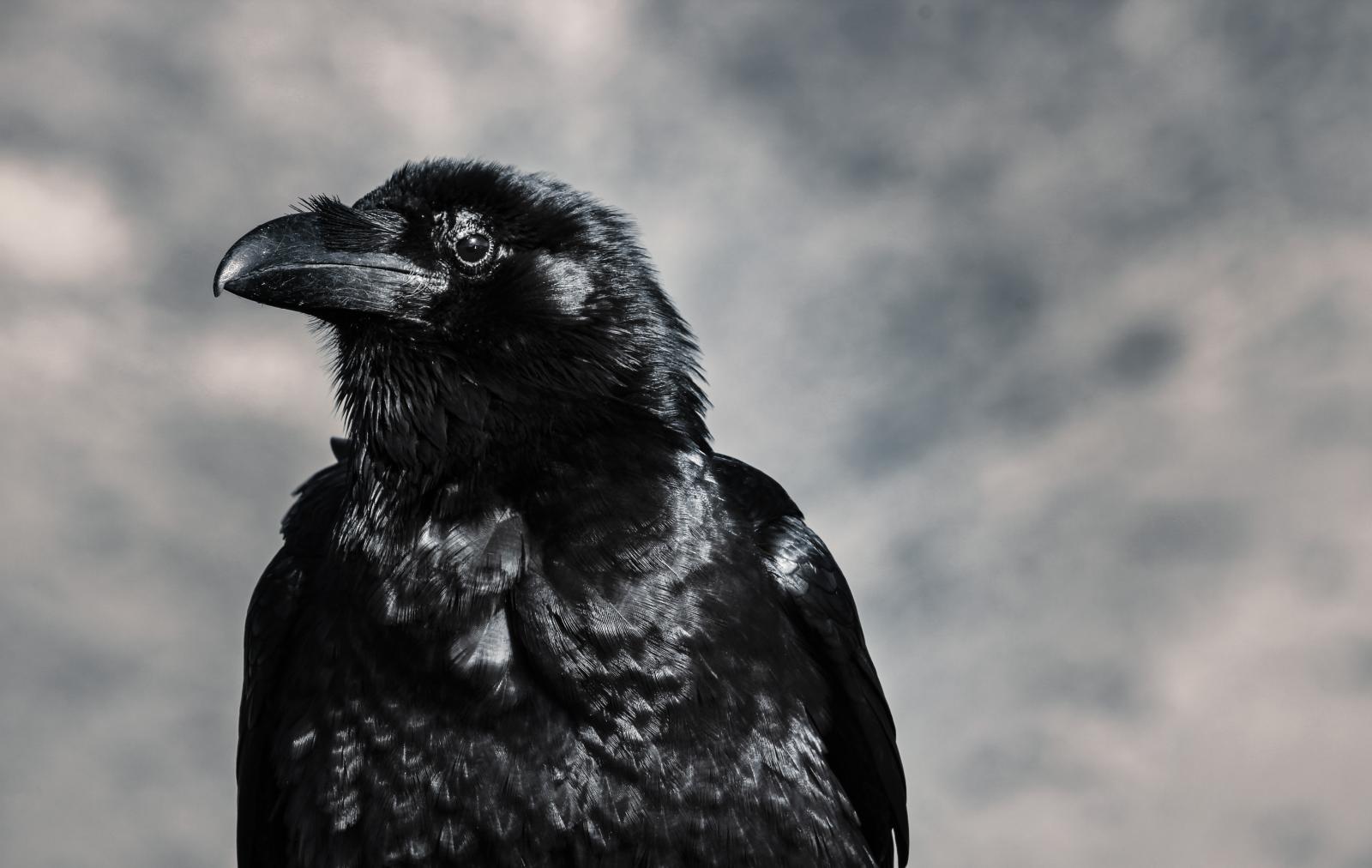 5184x3280 357+ Best Free Crow Stock Photos & Images · 100% Royalty-Free HD Downloads