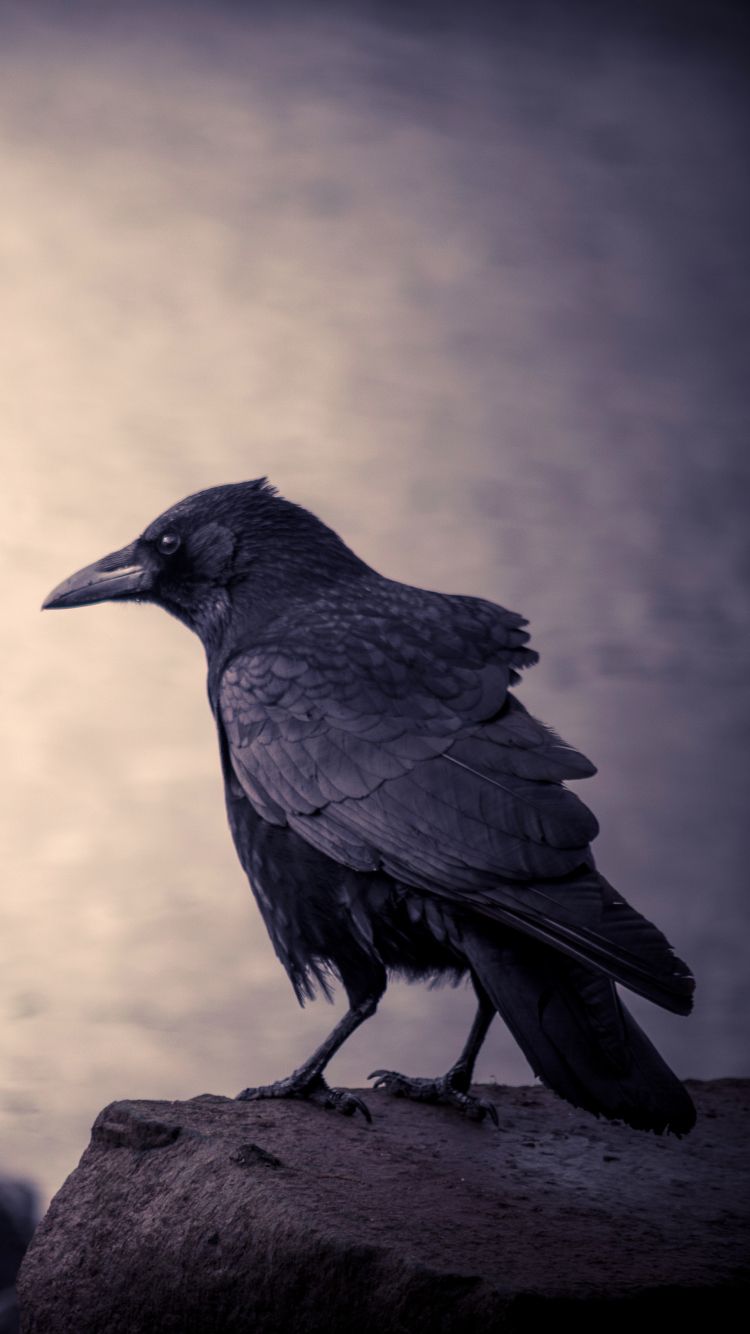 750x1334 Crow Phone Wallpapers - Top Free Crow Phone Backgrounds - WallpaperAccess