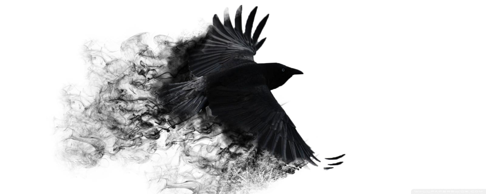 2560x1024 Crow Ultra HD Desktop Background Wallpaper for 4K UHD TV : Widescreen &  UltraWide Desktop & Laptop : Multi Display, Dual Monitor : Tablet :  Smartphone