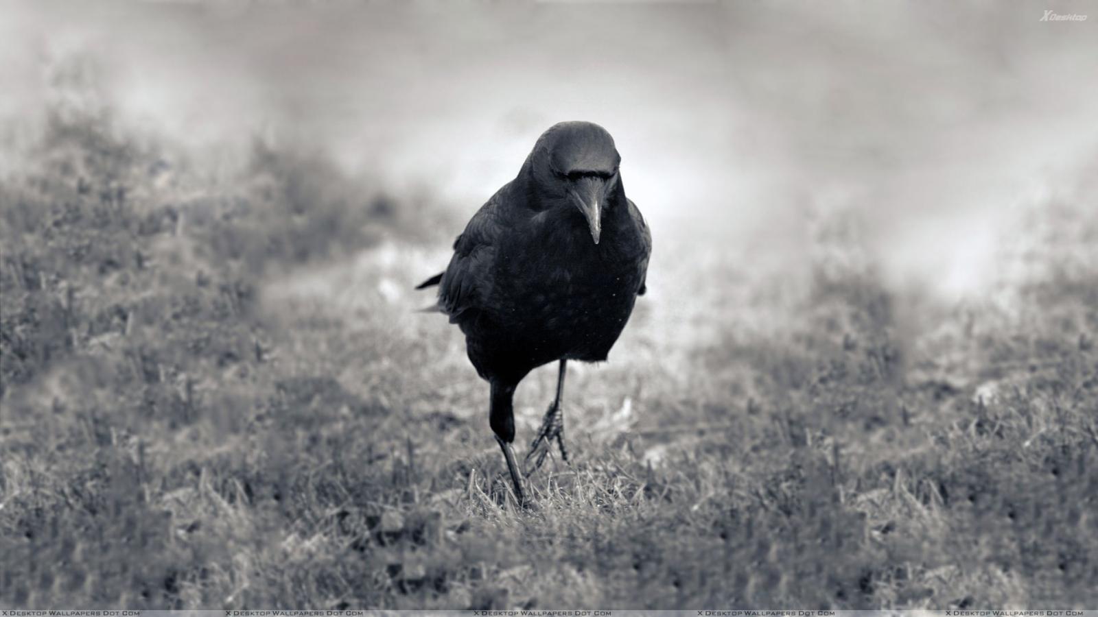 1920x1080 Black And White Pciture Of A Crow Wallpaper