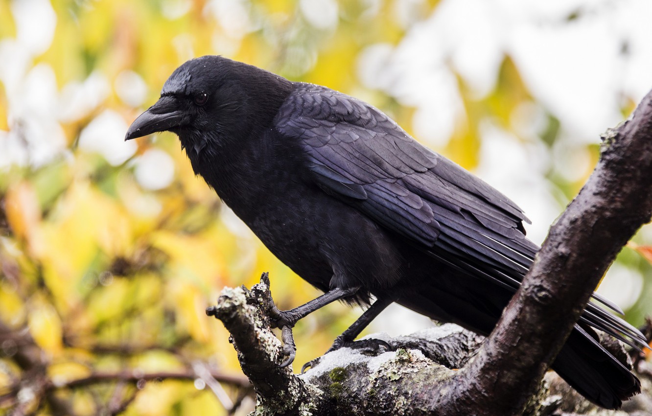 1332x850 Wallpaper nature, bird, crow images for desktop, section животные - download
