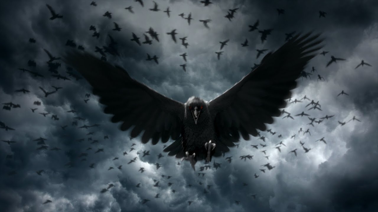 1280x720 crow wallpaper,bird,bird of prey,wing,eagle,sky (#131835) - WallpaperUse