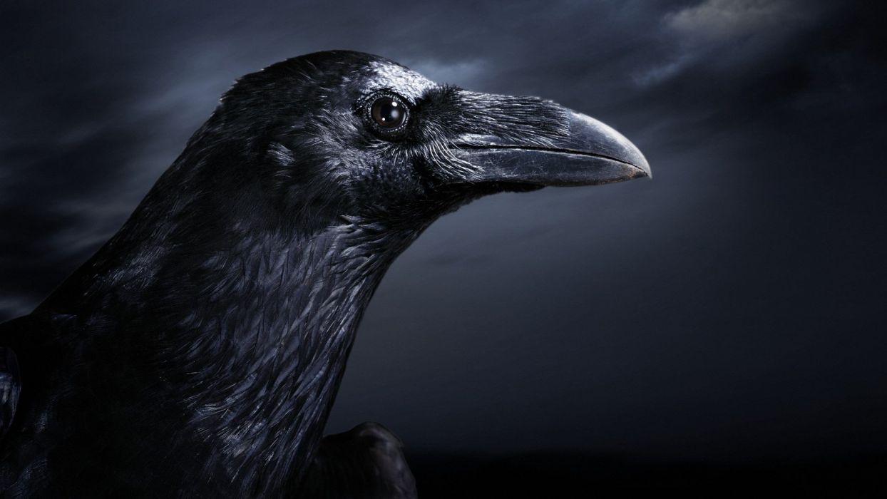 1244x700 Crow wallpaper | 1920x1080 | 356060 | WallpaperUP