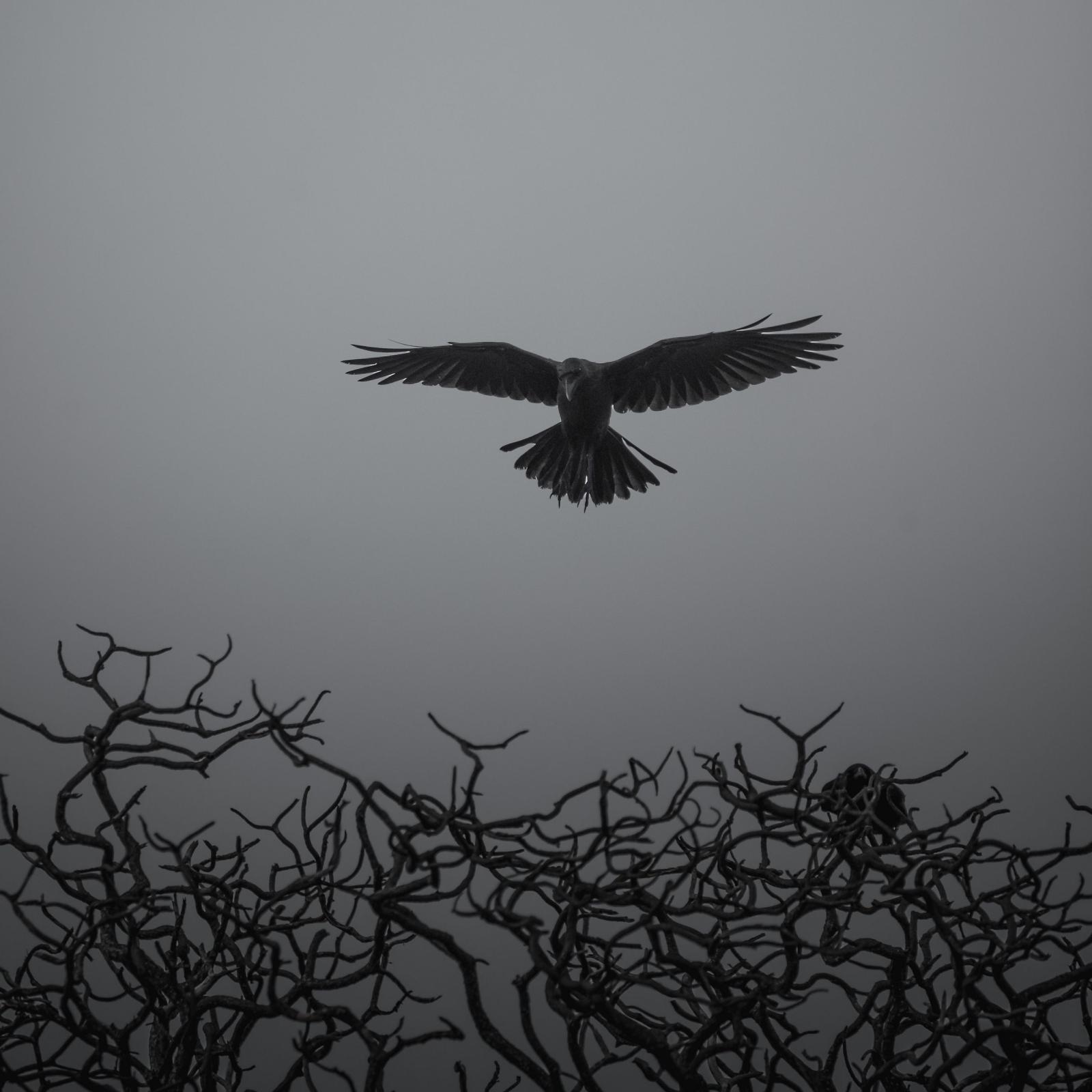 2780x2780 Download wallpaper 2780x2780 crow, branches, bw, bird, fly ipad air, ipad  air 2, ipad 3, ipad 4, ipad mini 2, ipad mini 3, ipad mini 4, ipad pro 9.7