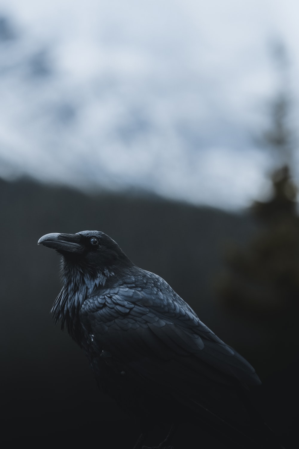 1000x1500 Crows Pictures | Download Free Images on Unsplash